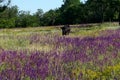 A cow grazing in a meadow. Blossoming steppe grass sage Royalty Free Stock Photo